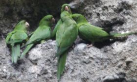 Pacific Parakeets in their nest- Chocoyero, Nicaragua – Best Places In The World To Retire – International Living